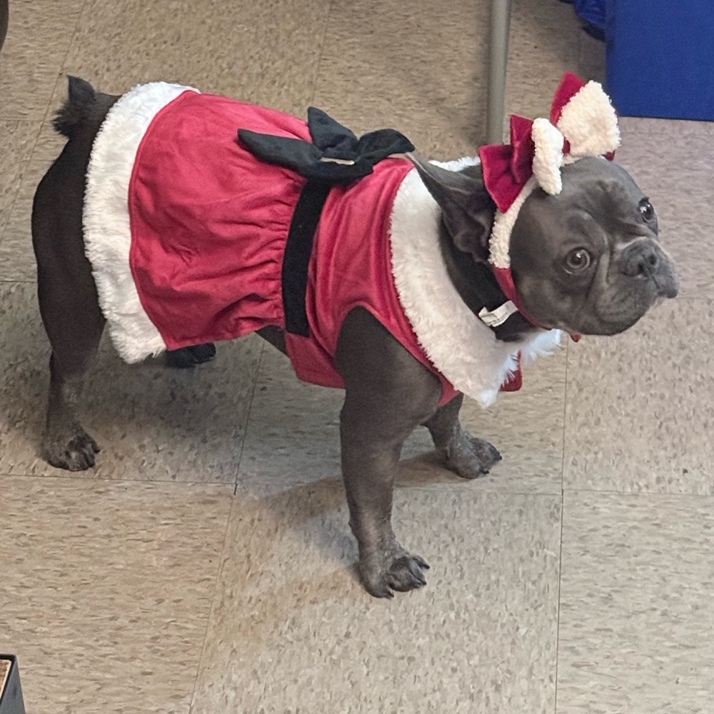 Festive Red Dog Costume with Bow